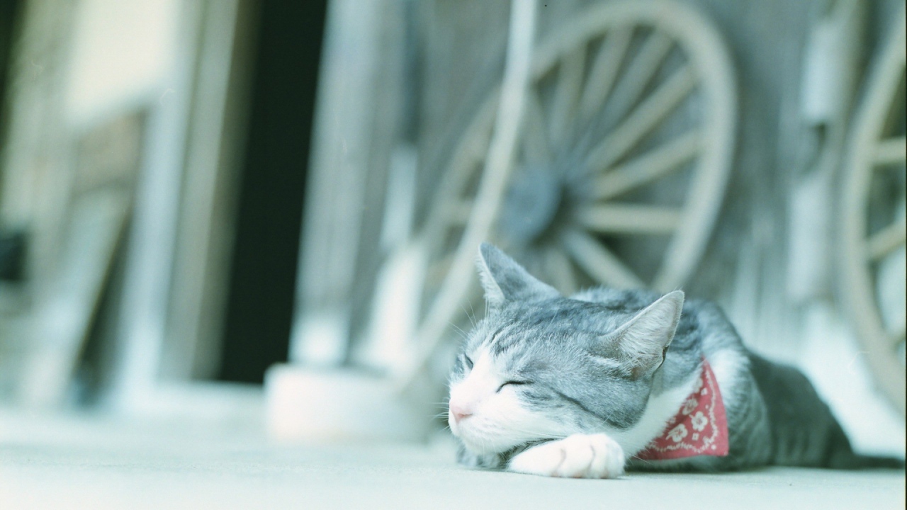 Кот в нашейном платке