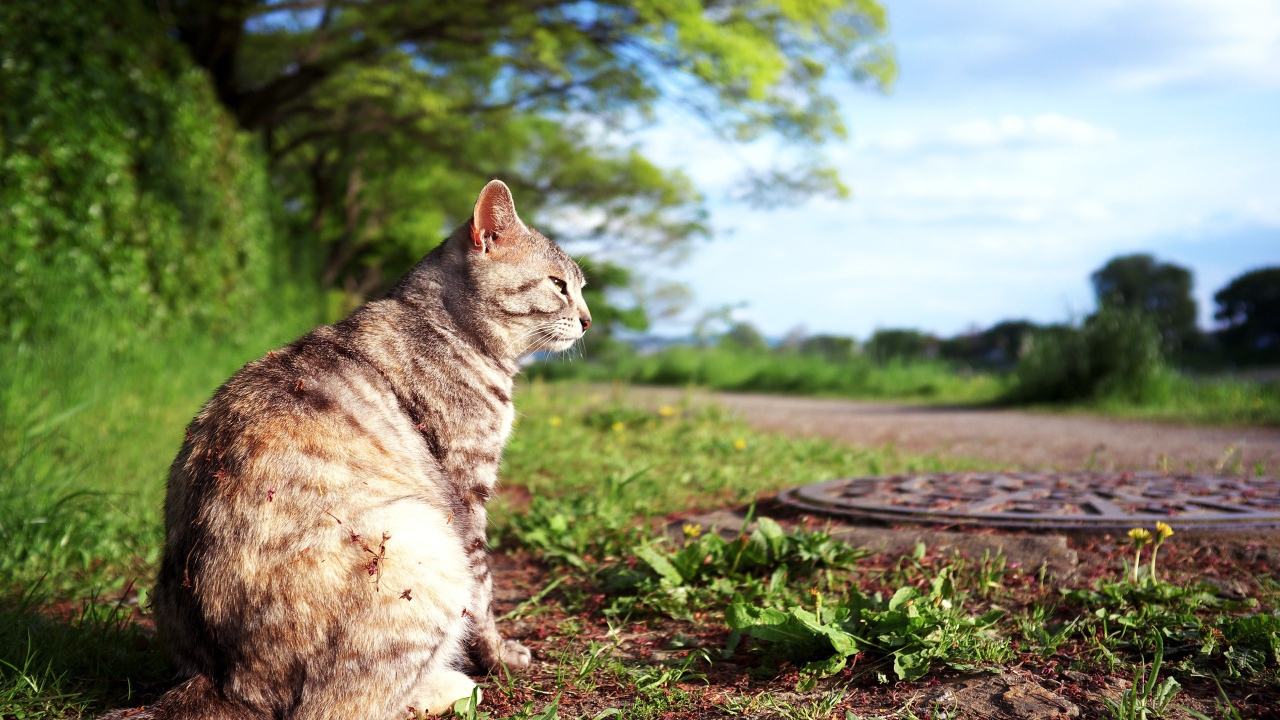 Кот сидит на земле возле люка