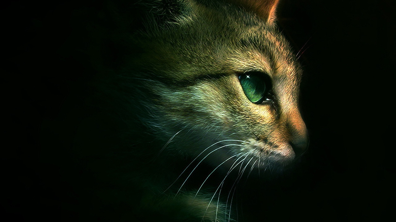 Голова кота на черном фоне
