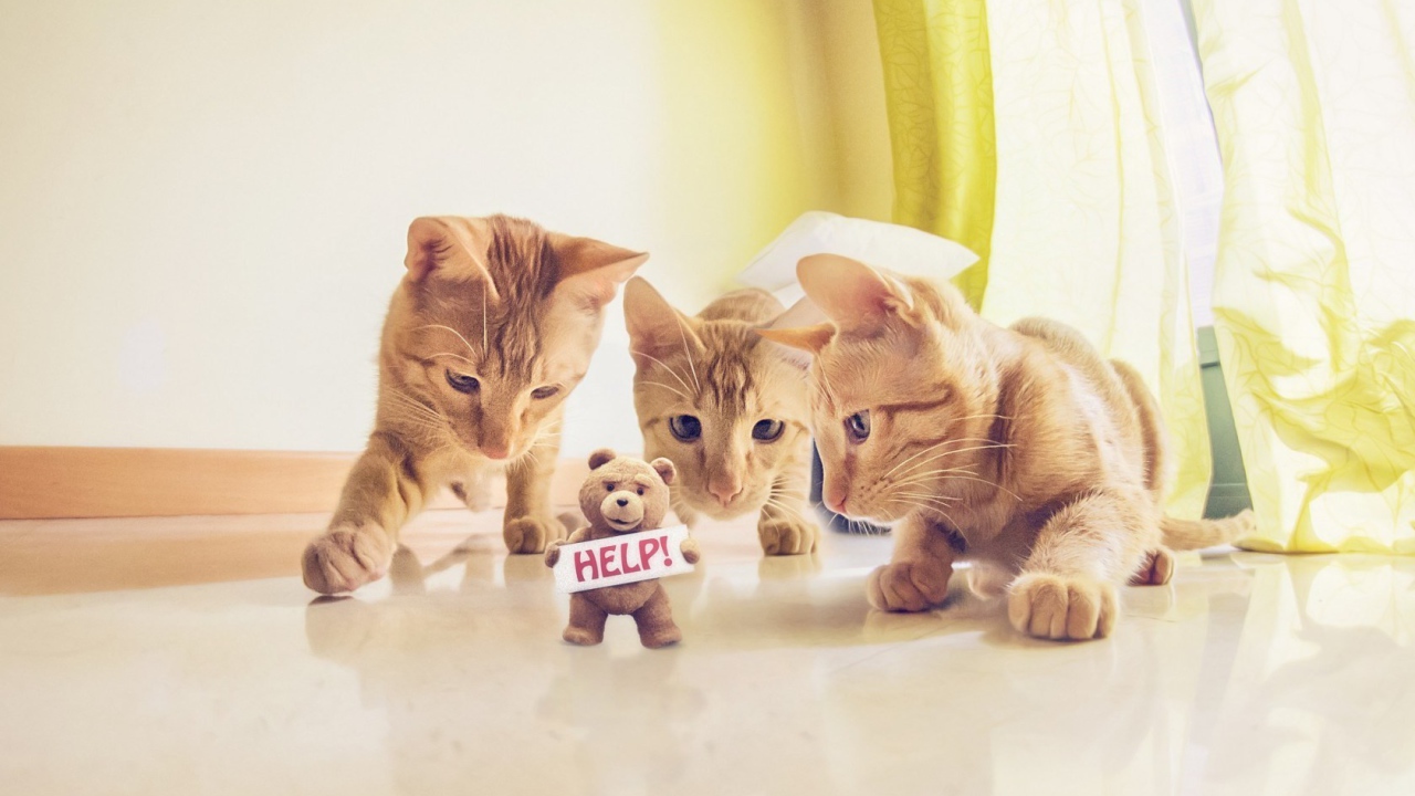 Игрушка просит спасения от котов