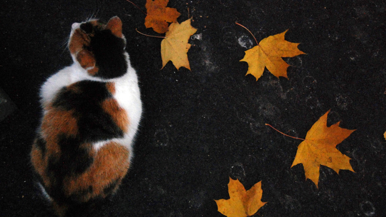 Трехцветный кот и осенние листья