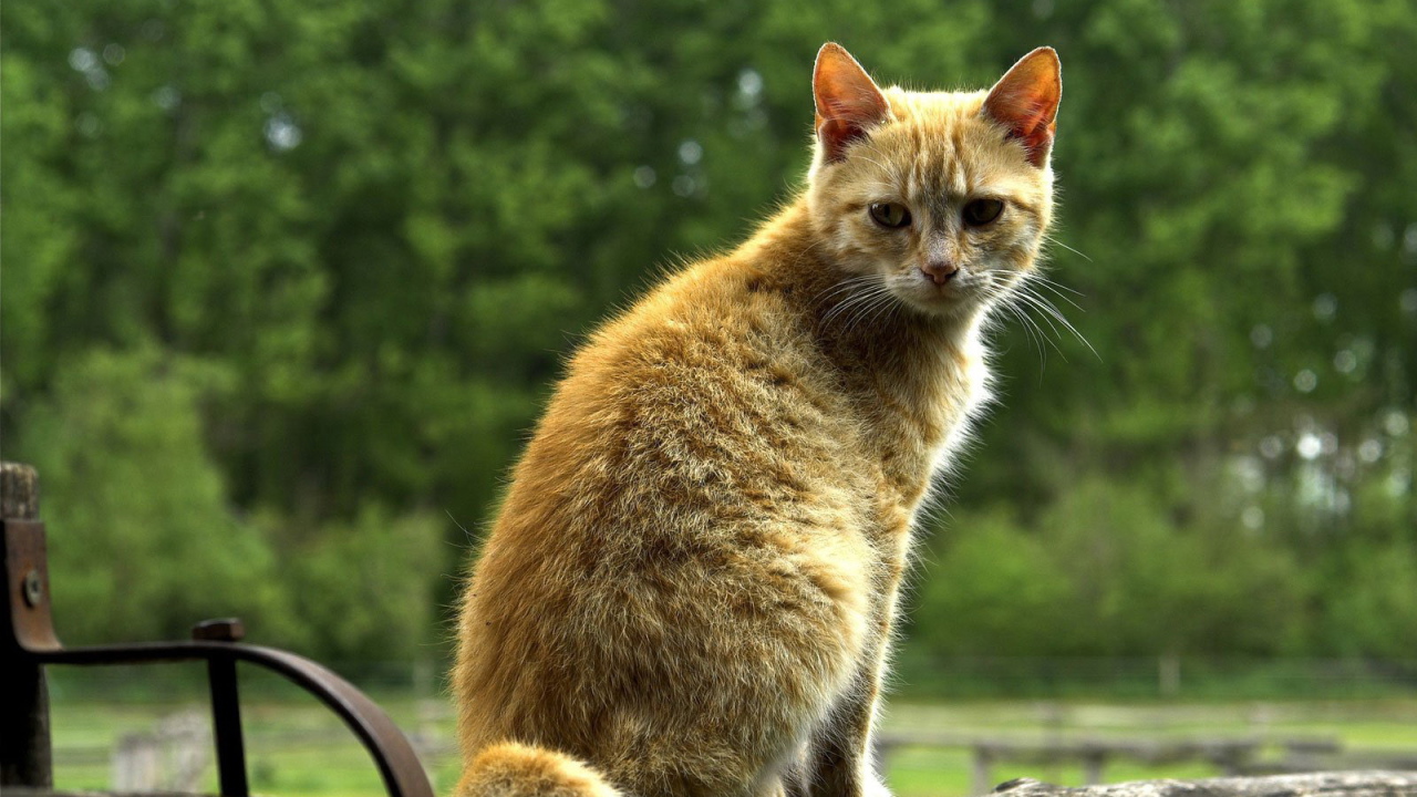 Рыжий кот на бревне