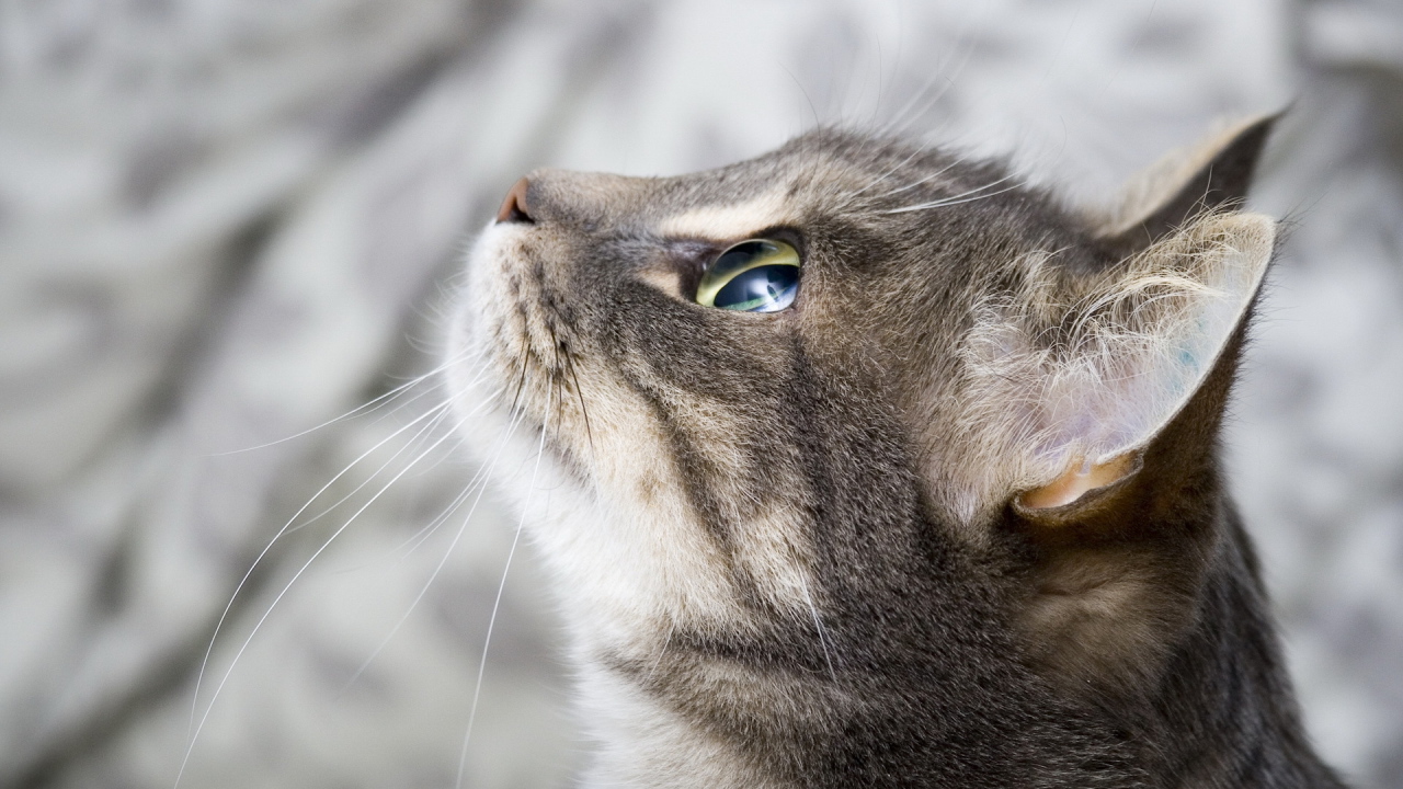 Кот смотрит на небо