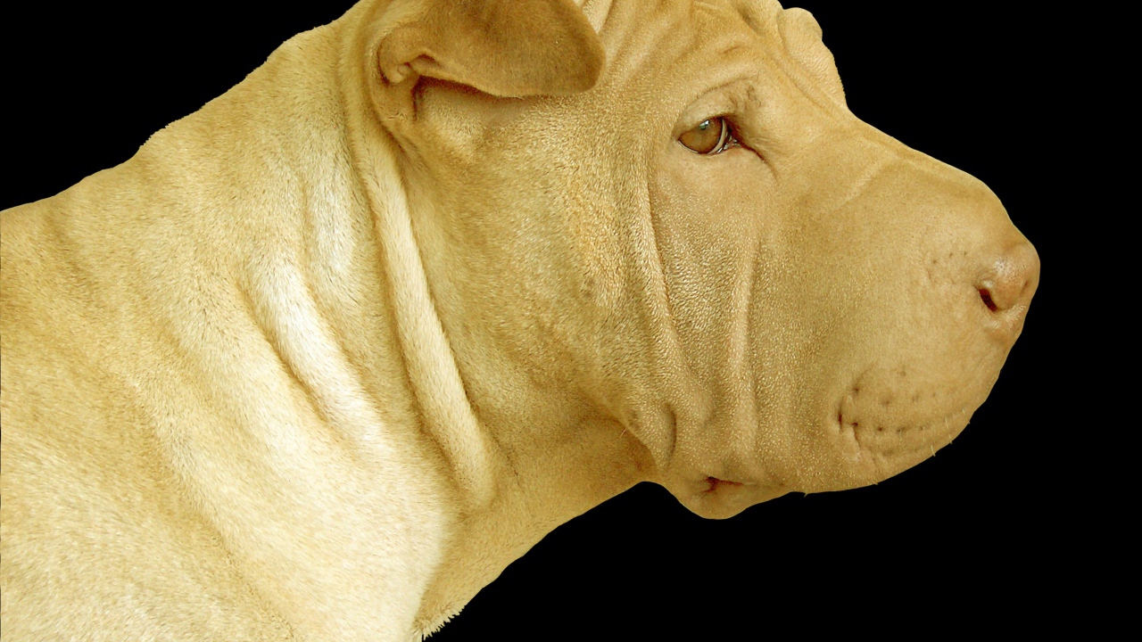 Светлый шарпей на черном фоне