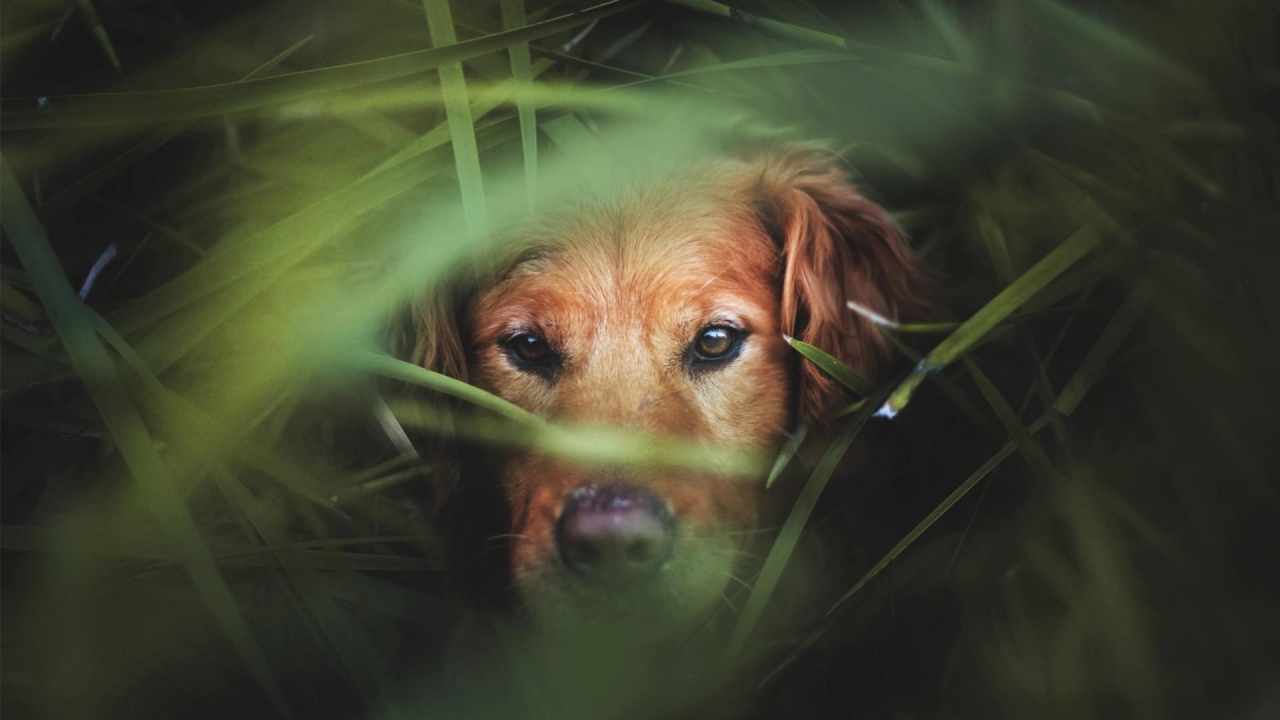 Коричневый пес в густой зеленой траве