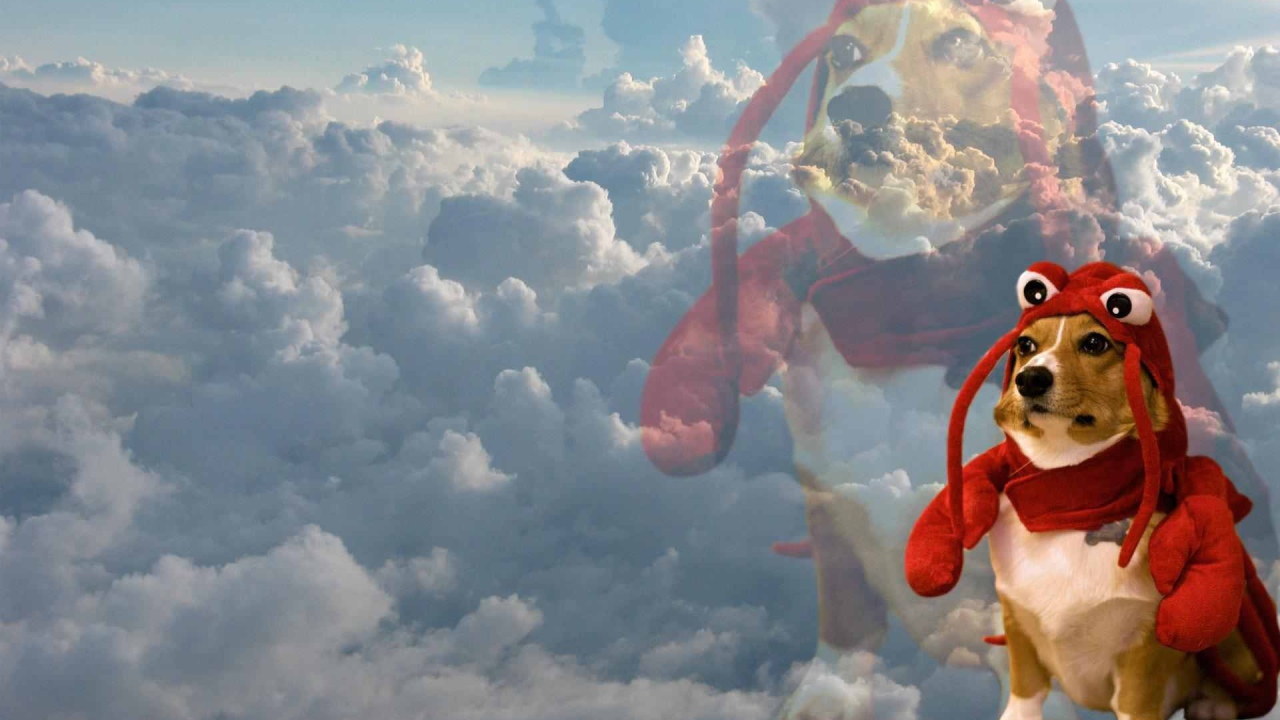 Собака в забавном наряде на фоне облаков