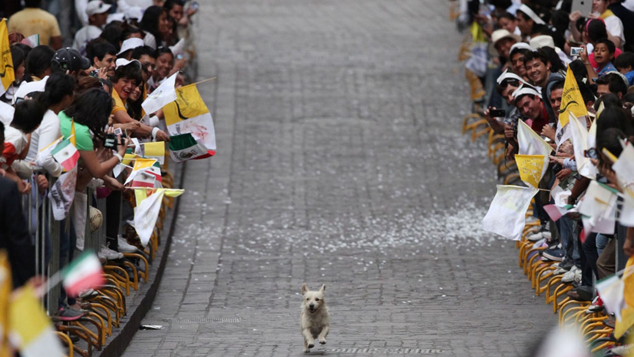 Собака бежит по улице среди людей
