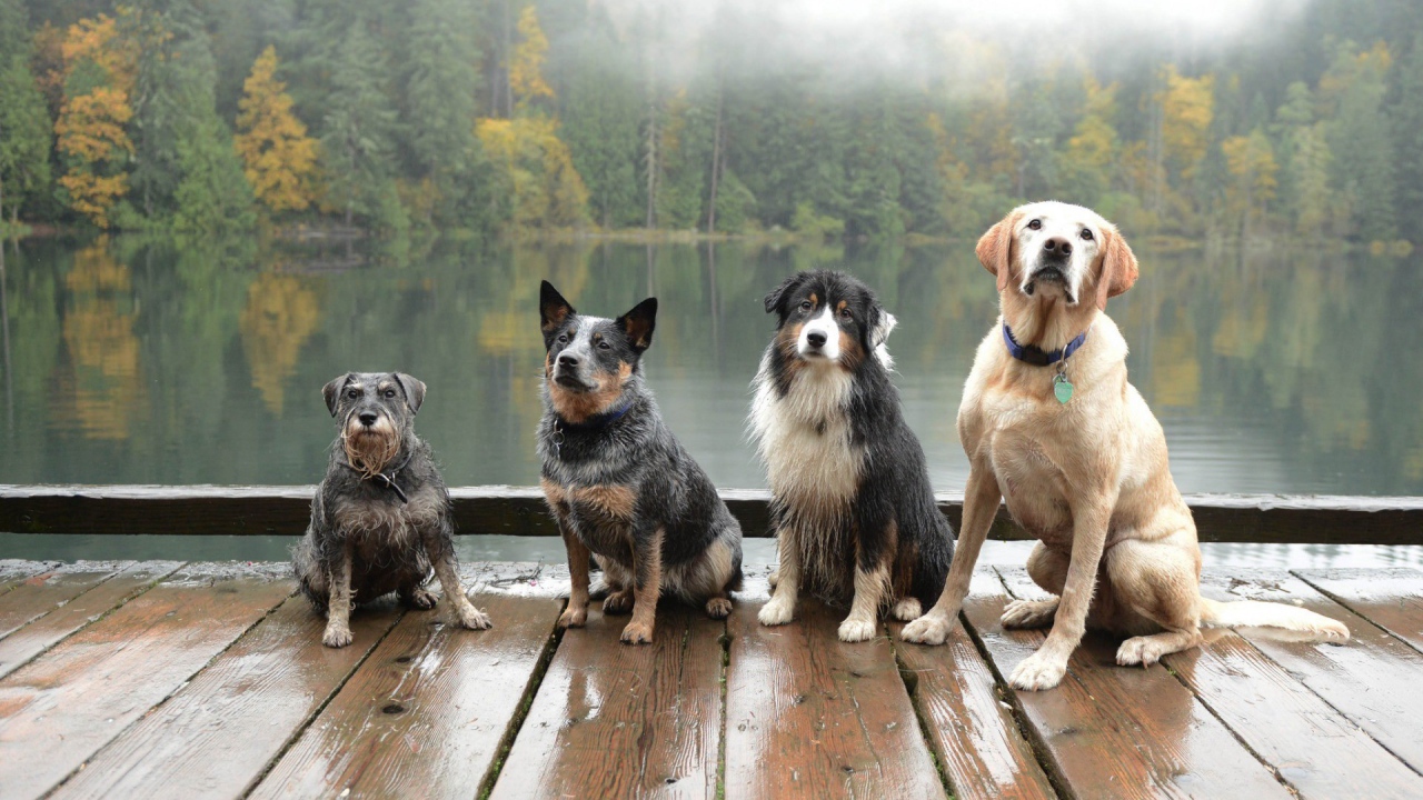 Собаки сидят на деревянном помосте у водоема