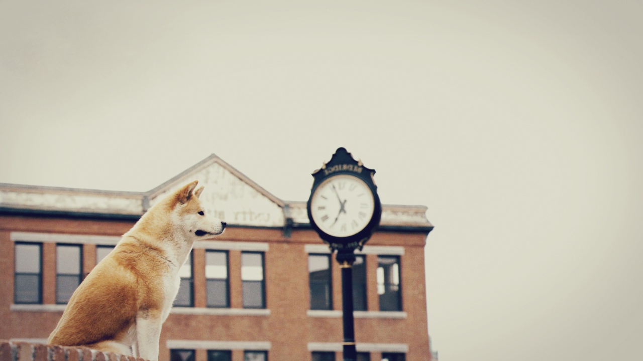 Собака верно ждет хозяина