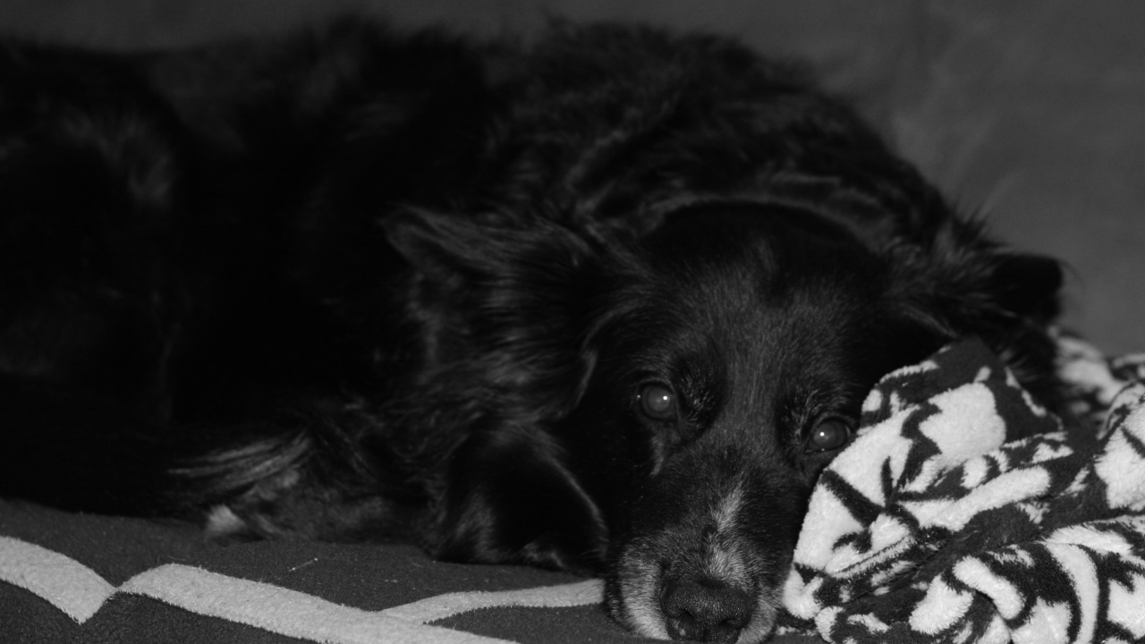 Грустный лохматый черный пес