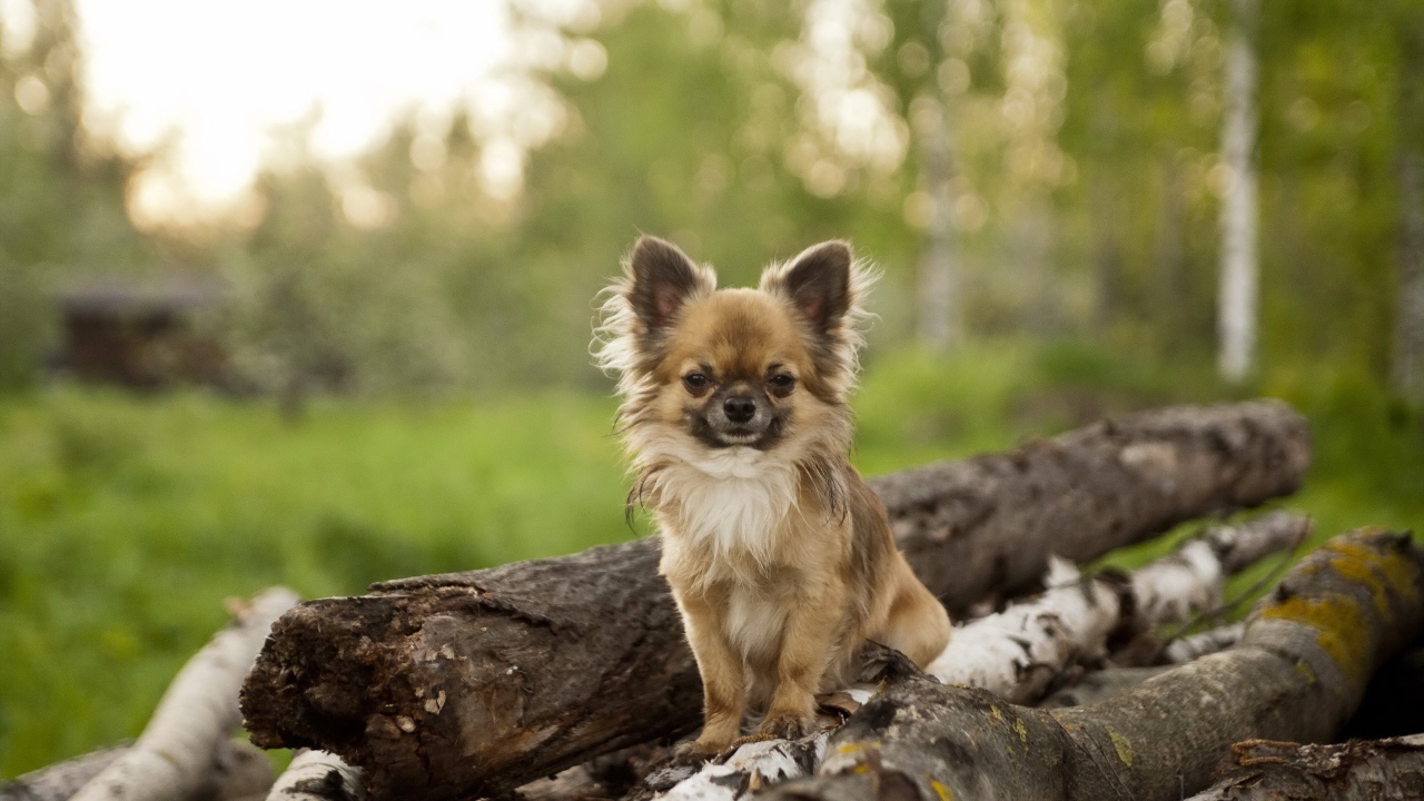 Небольшая собака на куче бревен