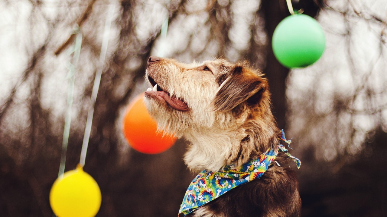 Собака смотрит на шары