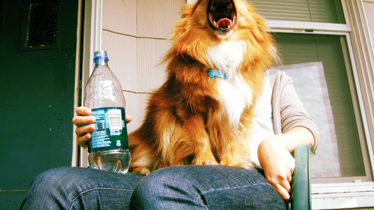 Собака на коленях человека