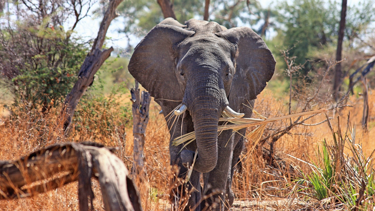 Слон держит в хоботе ветку