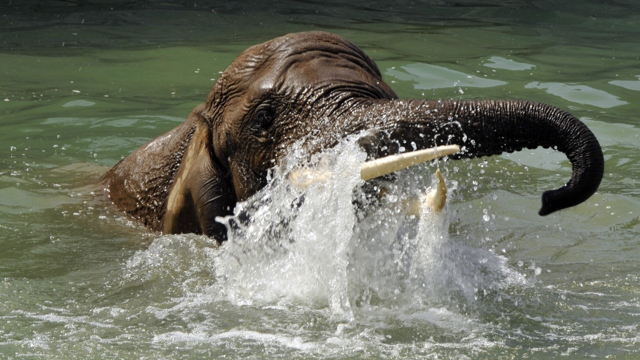 Слон плывет в воде
