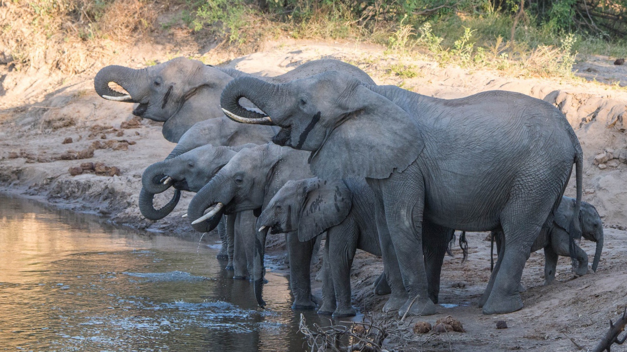 Слоны с маленькими слонятами на водопое