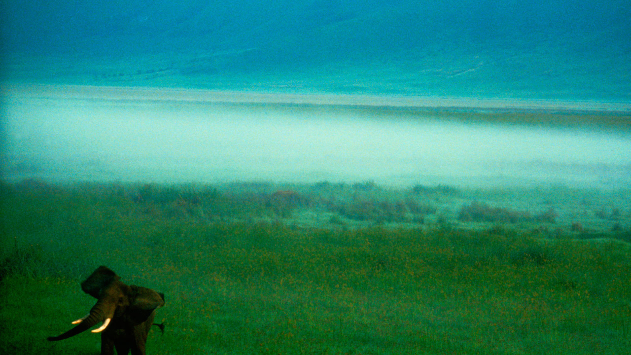 Слон в тумане