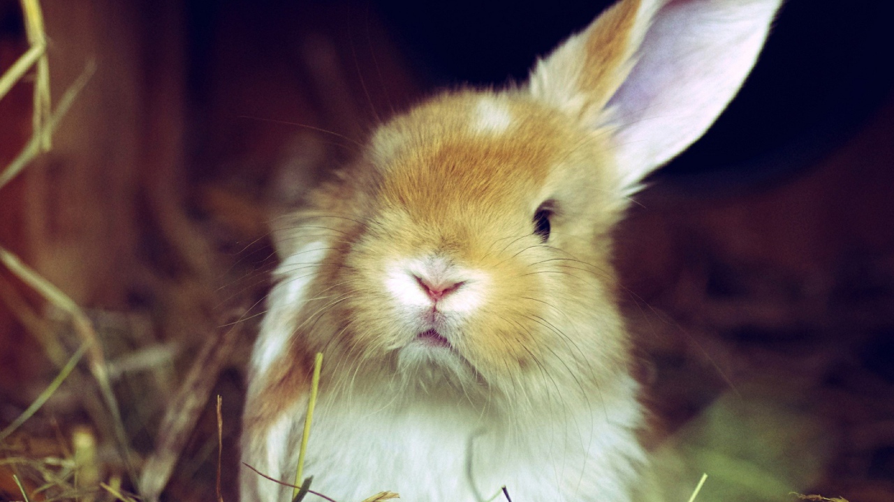 Рыжий кролик поднял одно ухо