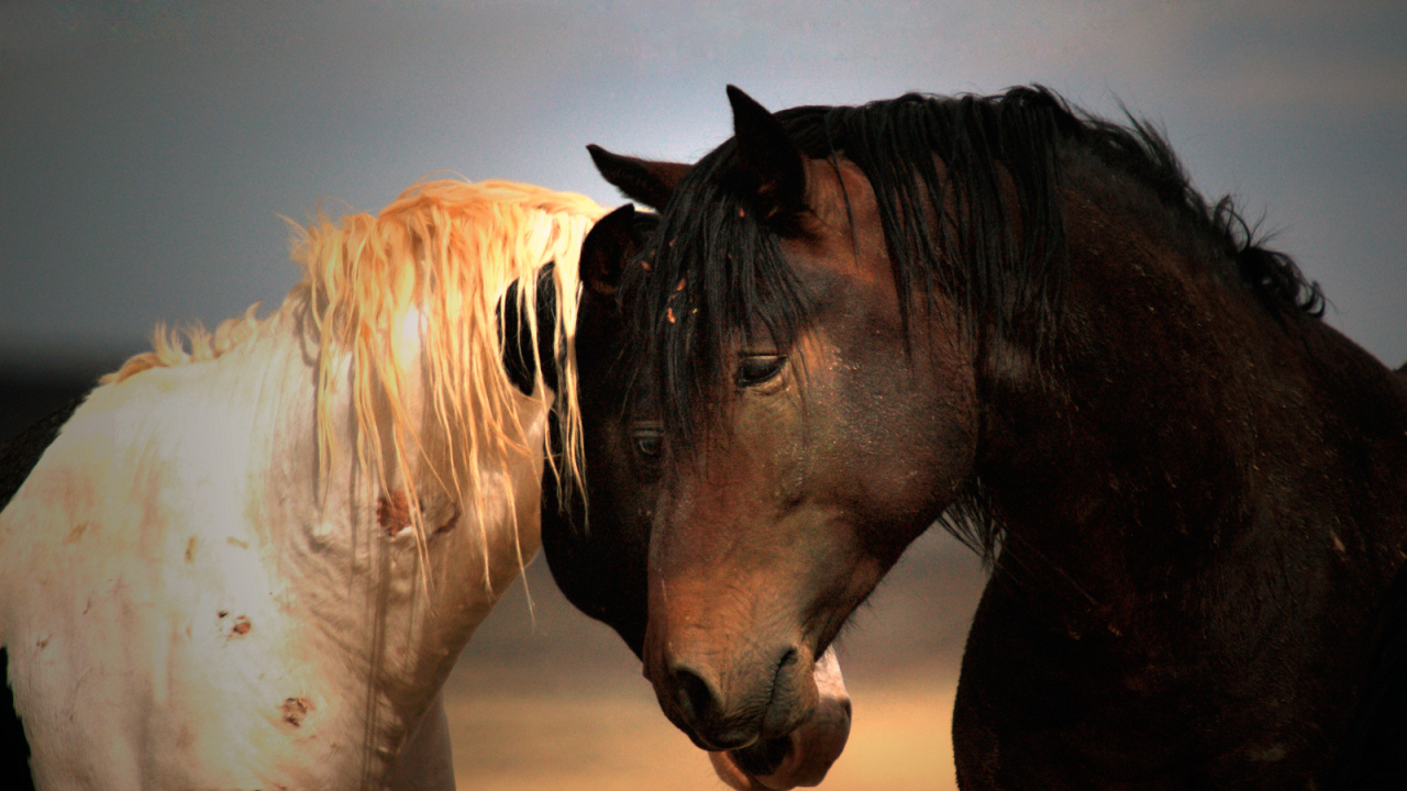 Черная и белая лошади