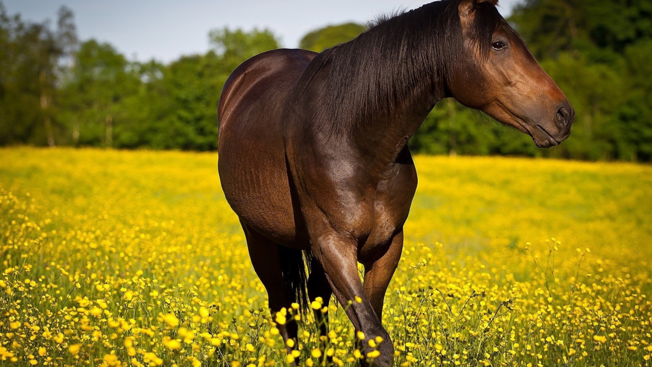 Конь резвится на желтом поле