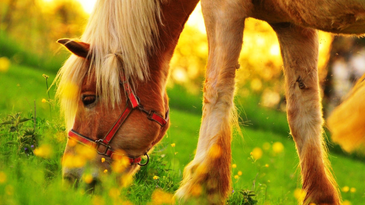 Пони пасется на зеленом поле
