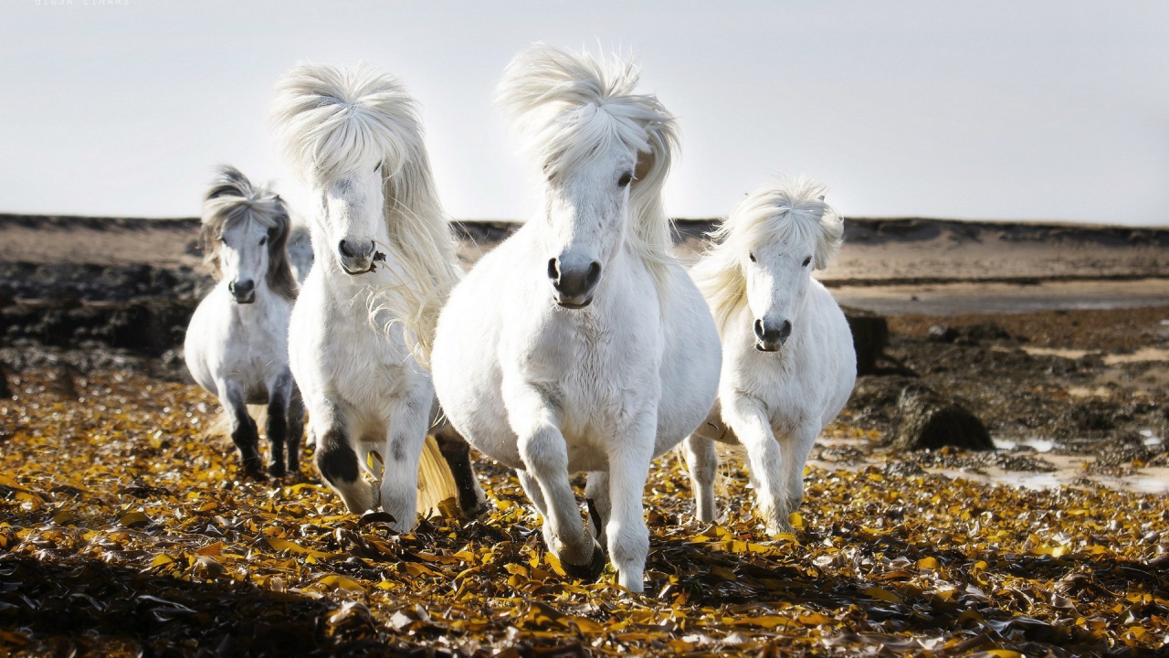Маленькие белые лошади