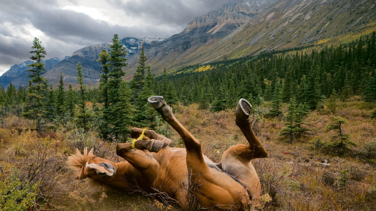 Лошадь валяется в траве