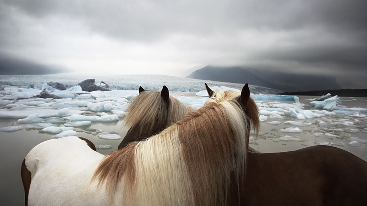 Две лошади на фоне льдов