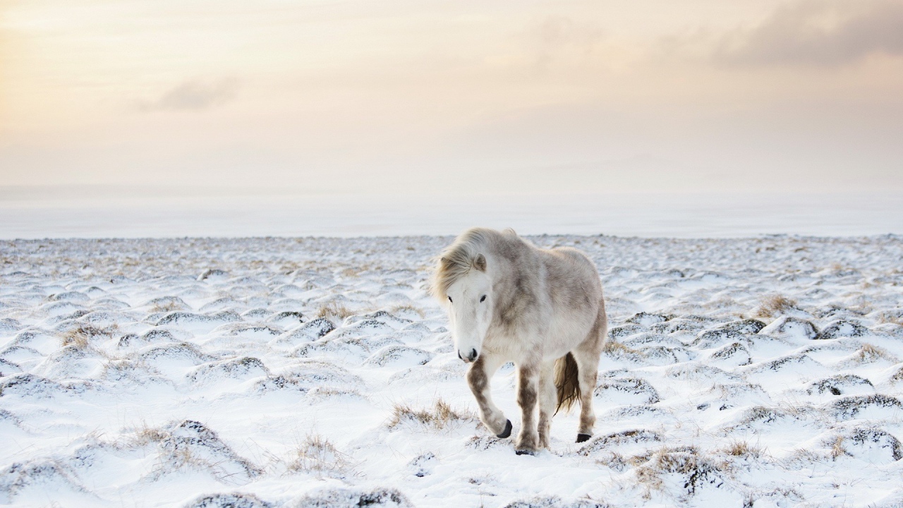Белый пони на заснеженном поле
