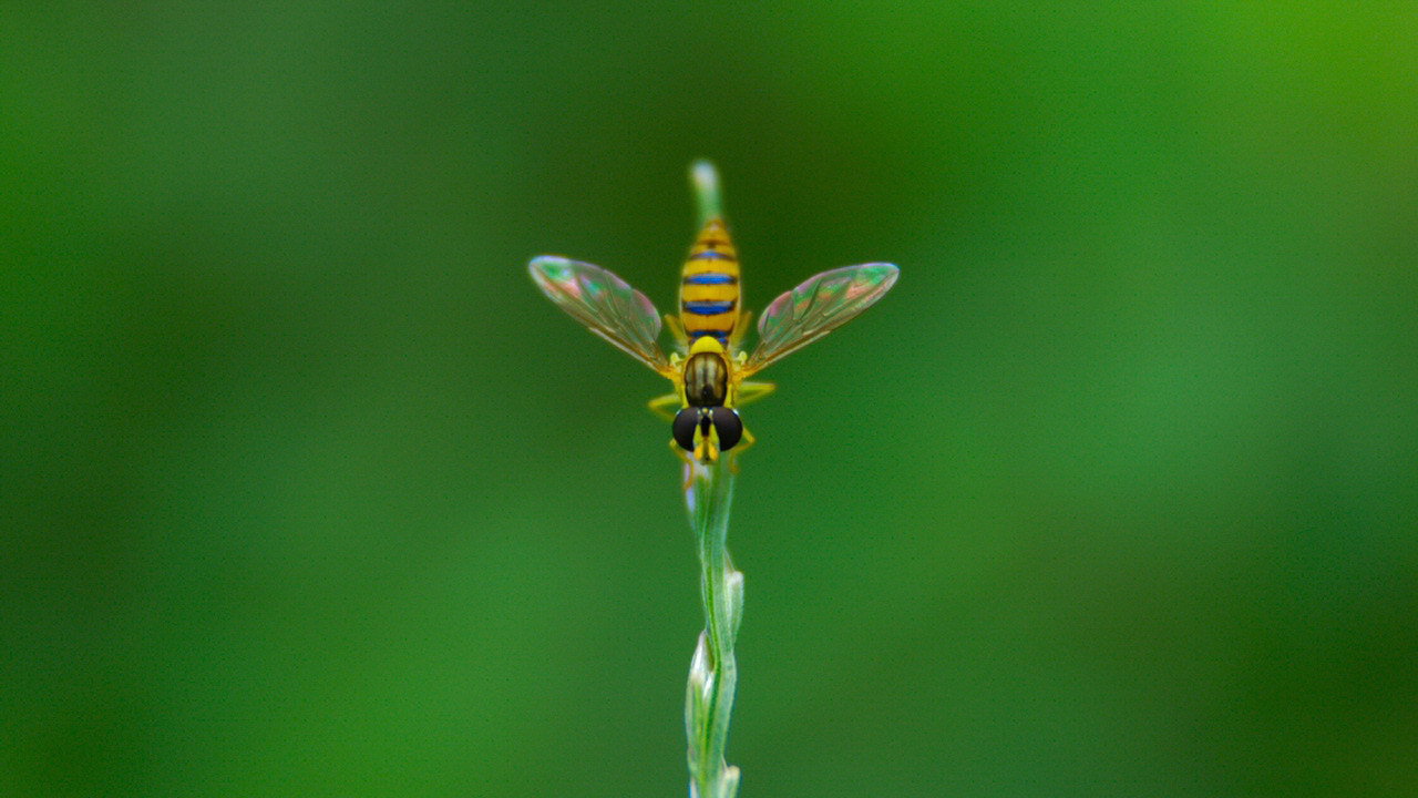 Муха на ветке