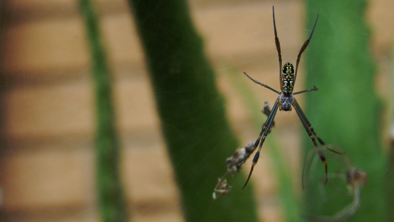 Большой паук плетет паутину