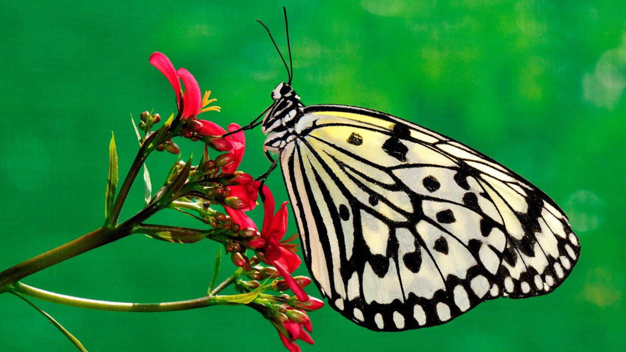 Черно белая бабочка на красном цветке