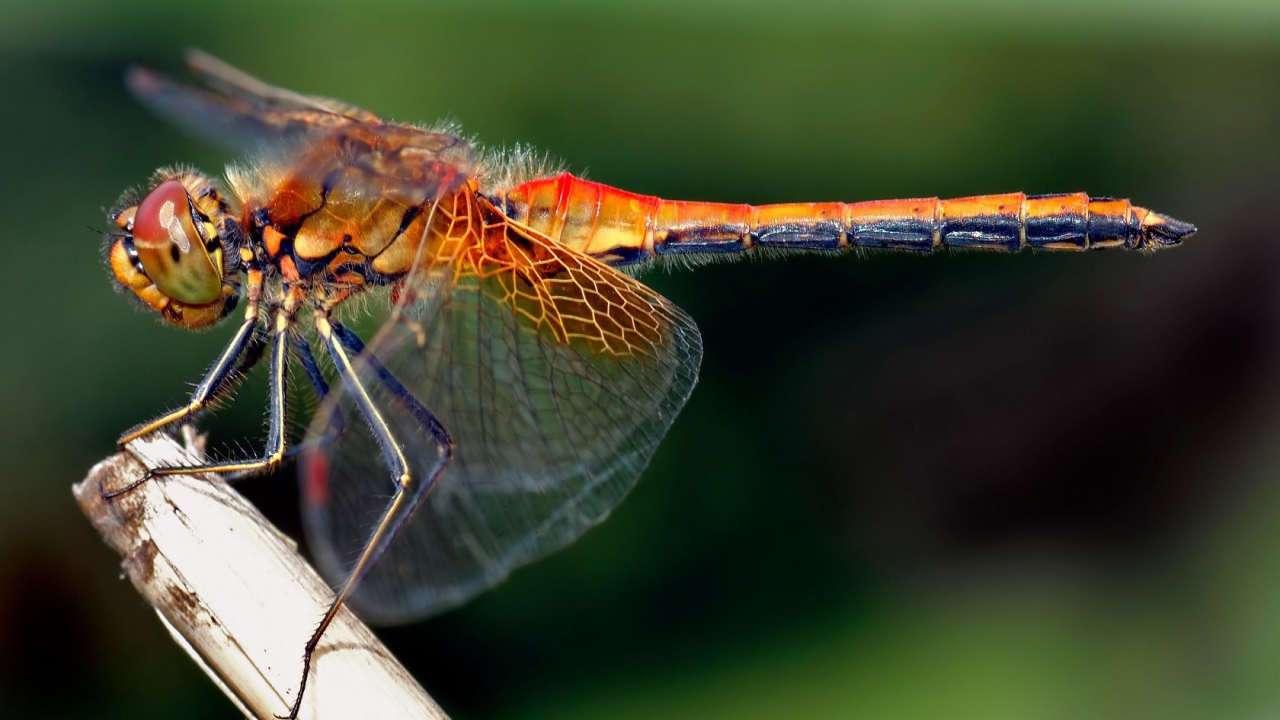 Стрекоза с прозрачными крыльями