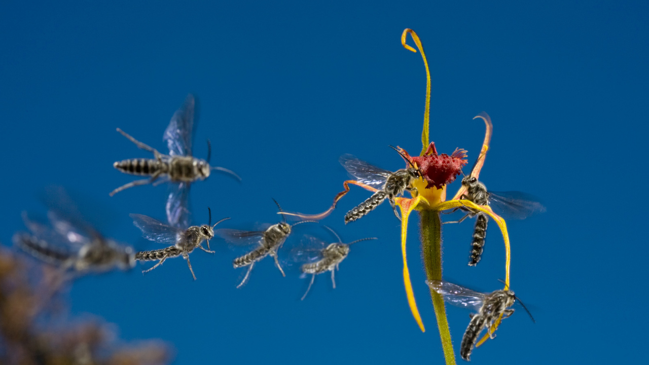 Мухи слетаются к цветку