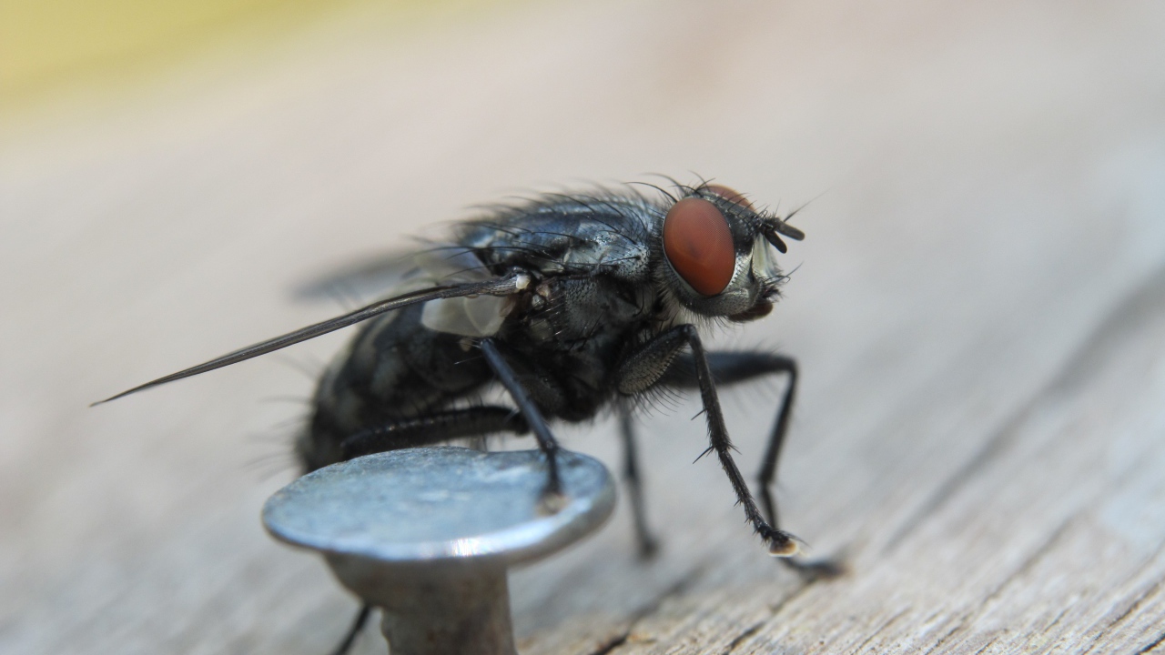 Муха у железного гвоздя