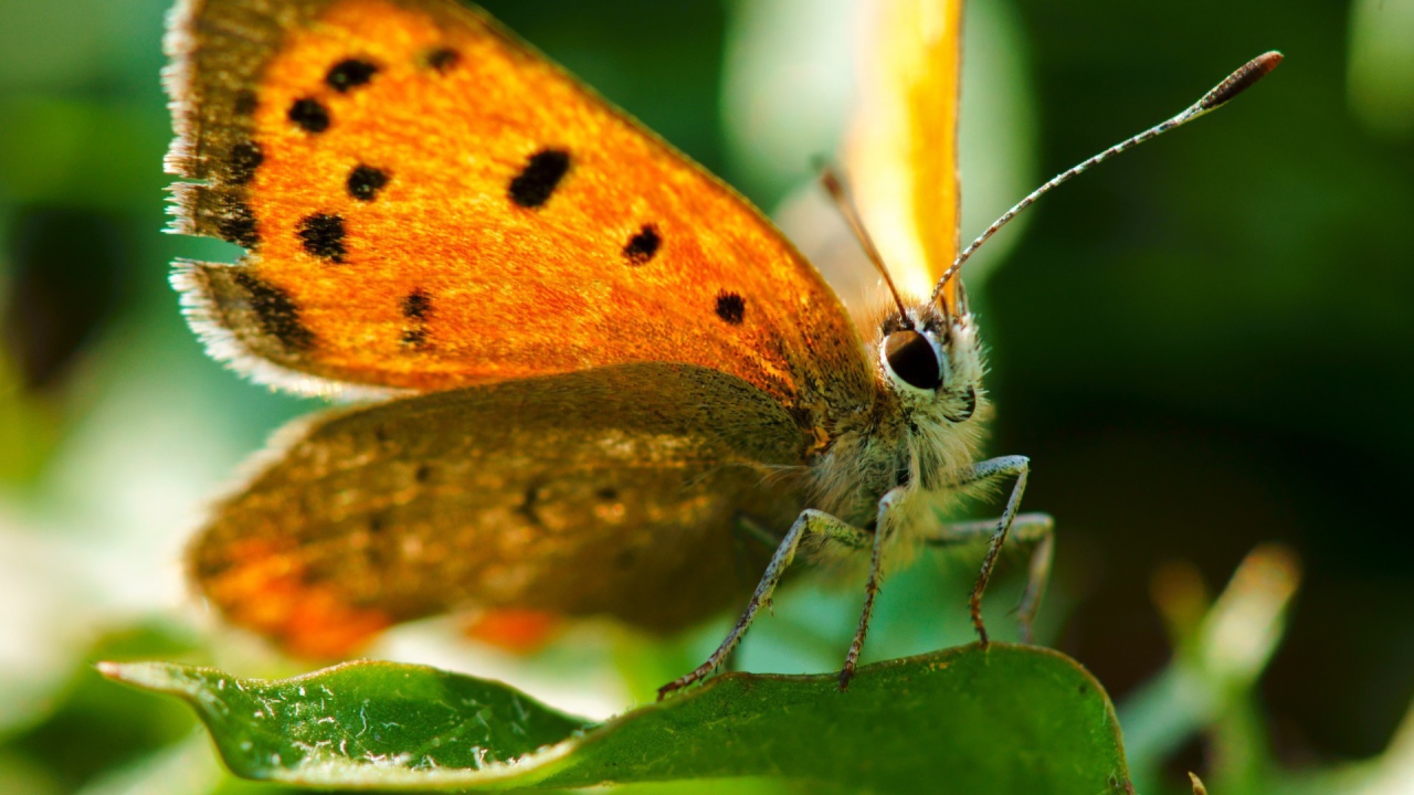 Оранжевая бабочка вблизи