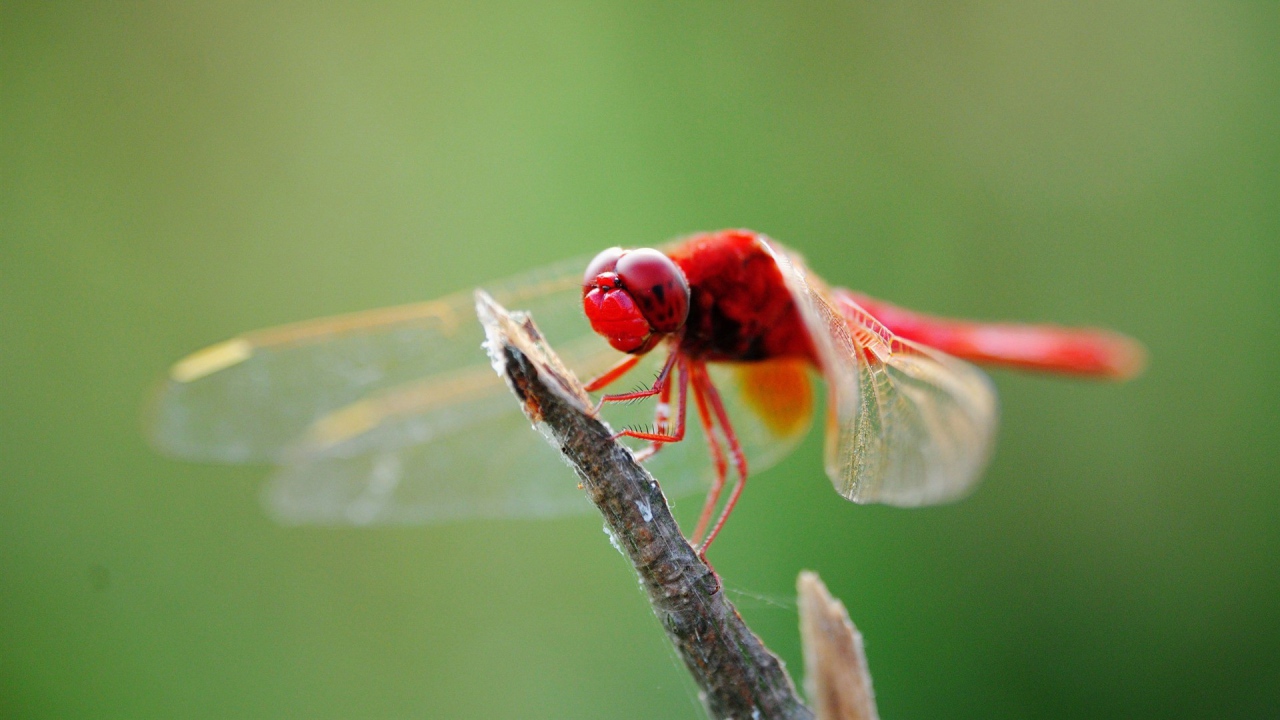 Красная стрекоза на ветке