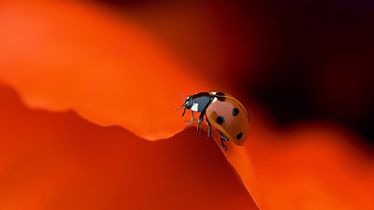 Красная божья коровка на оранжевом фоне