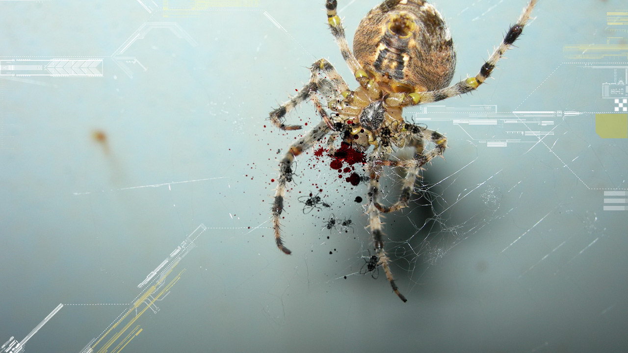 Паук и цифровая графика