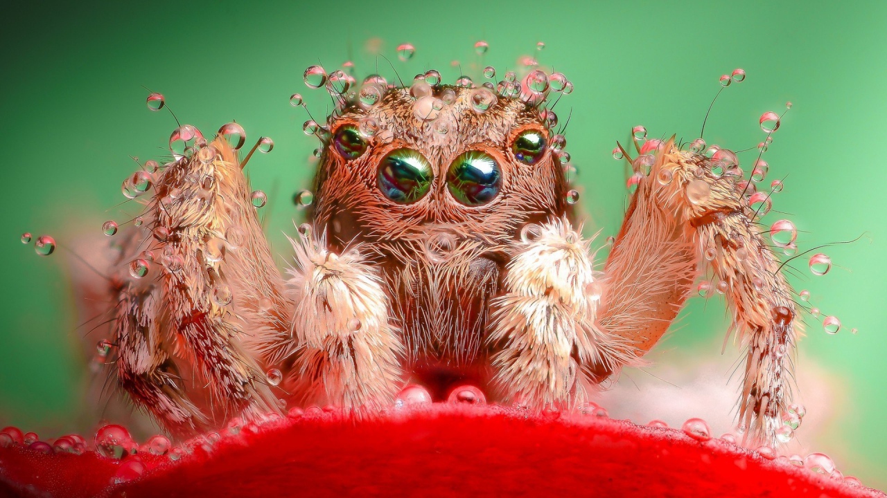 Паук в воде