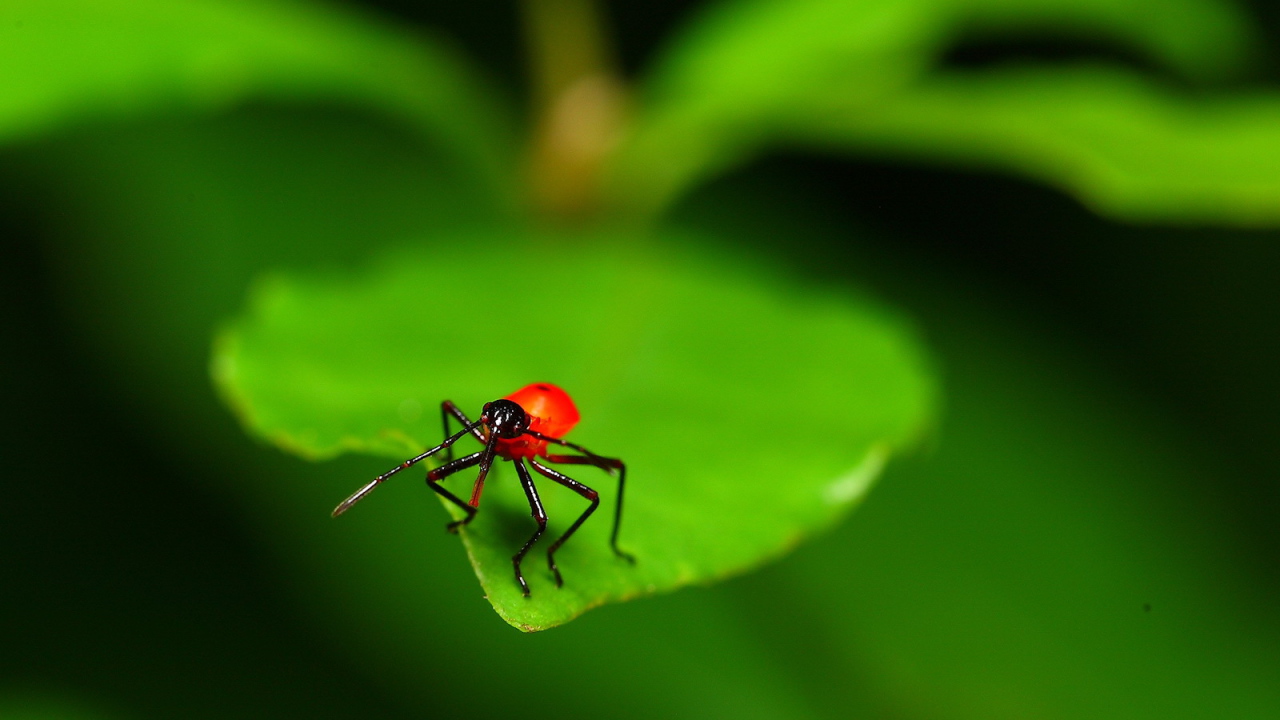 Букашка на листке