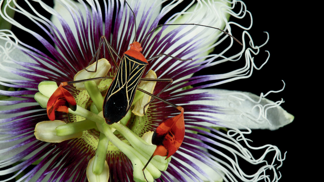 Красивый жук на цветке