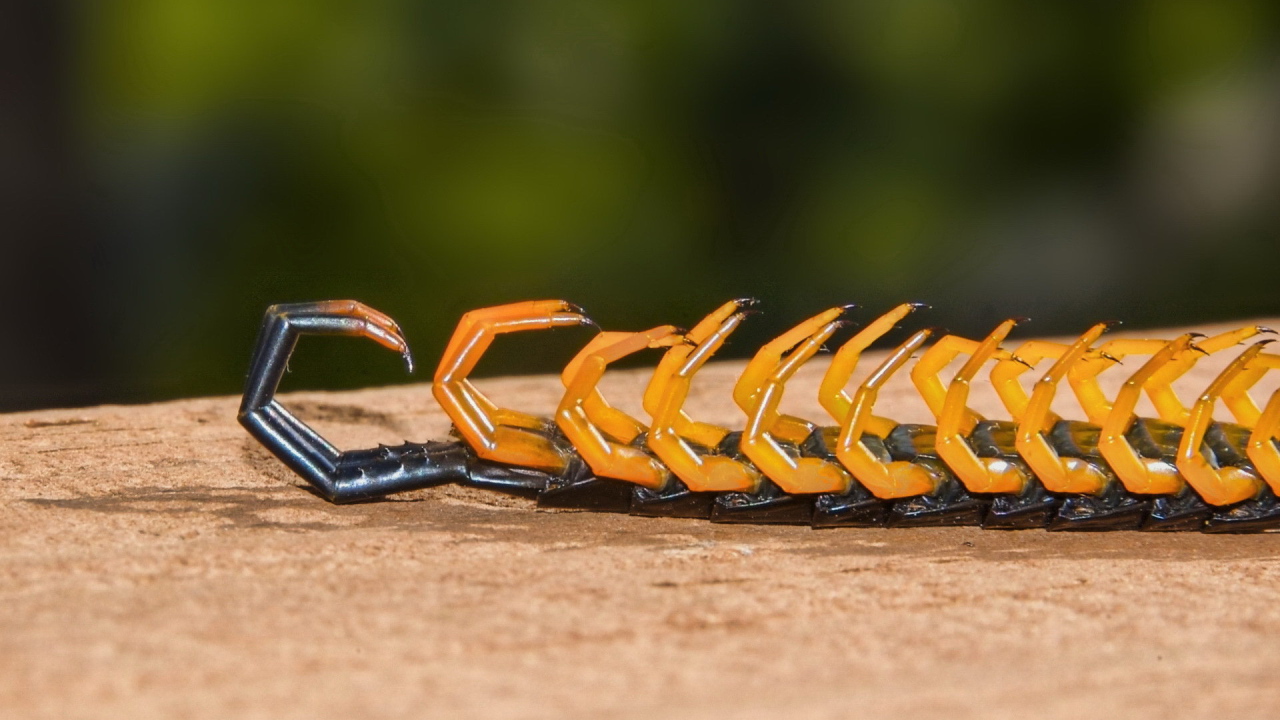 Мертвая сколопендра