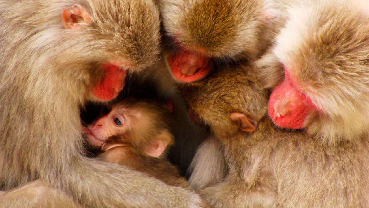 Дружная семья обезьян