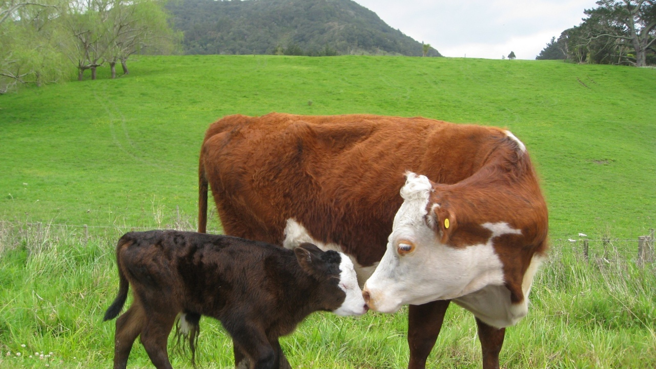 Корова с черным теленком