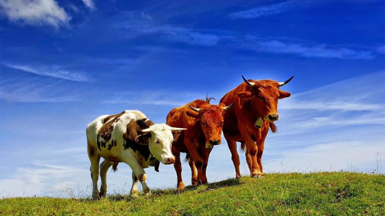 Коровы разных пород на поле