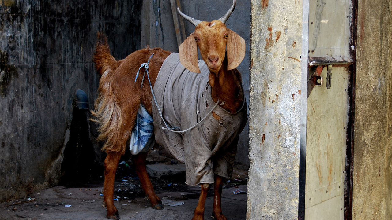 Козел в одежде