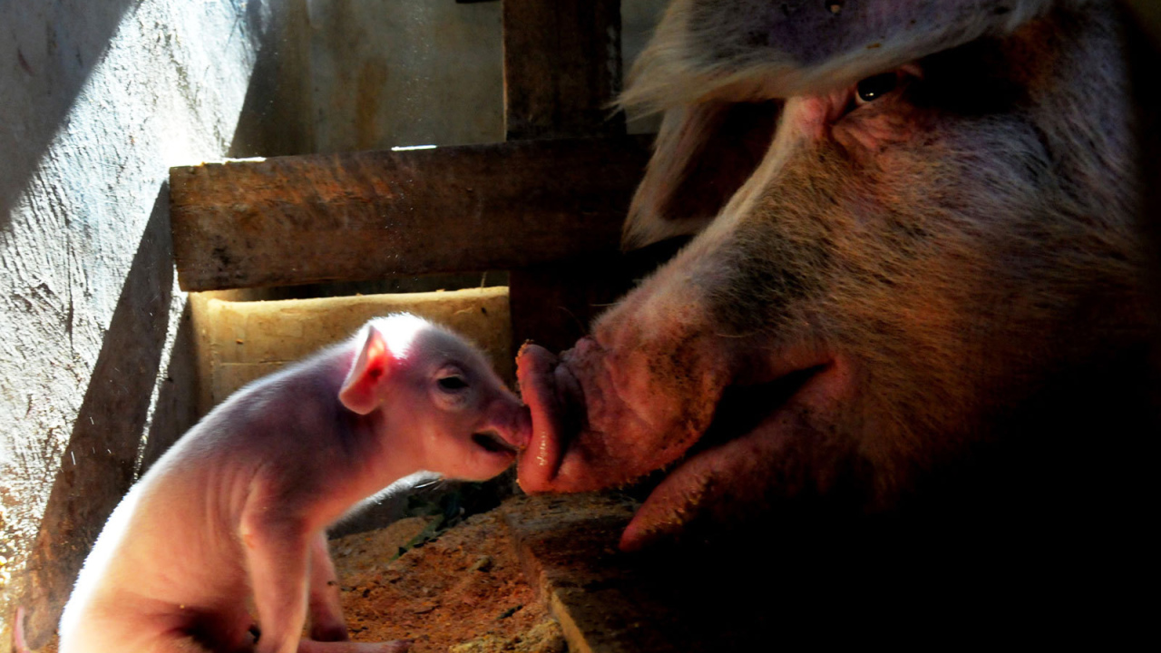 Свинья и поросенок