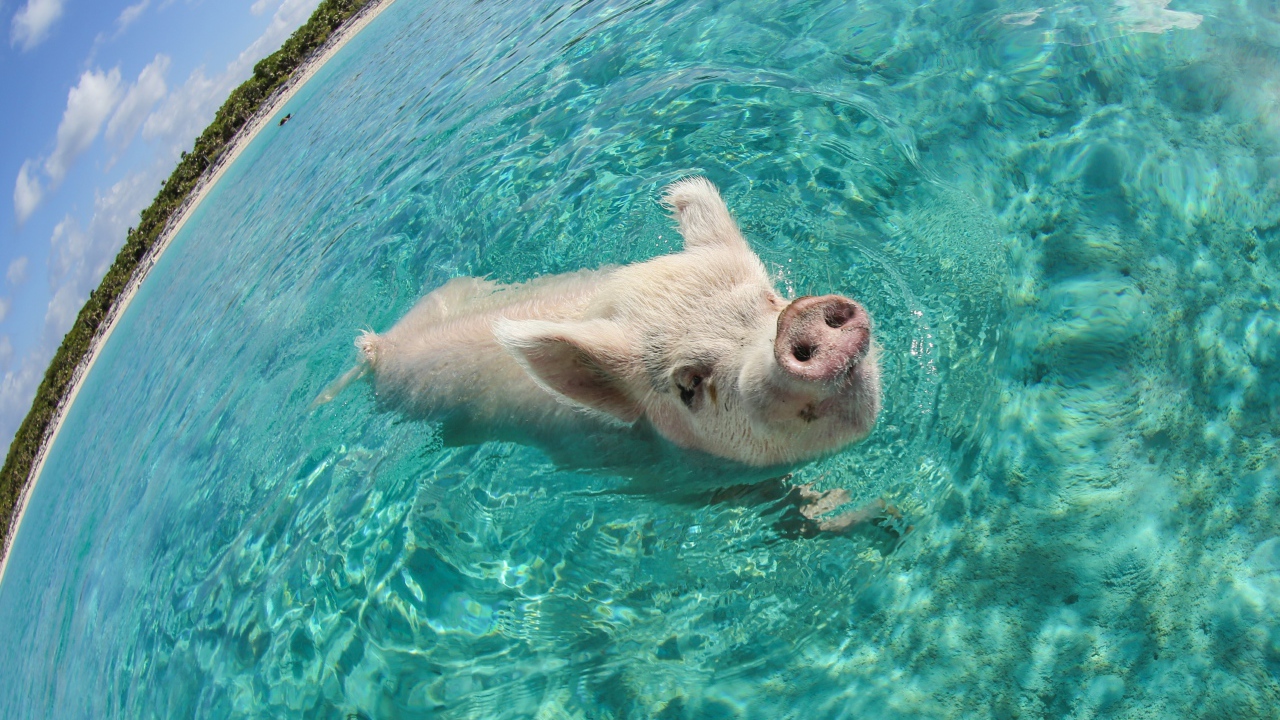 Свинья в море