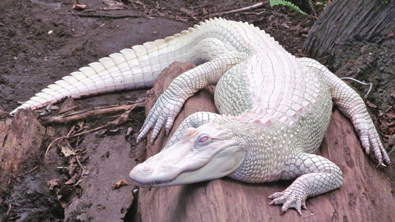 Крокодил альбинос на камне